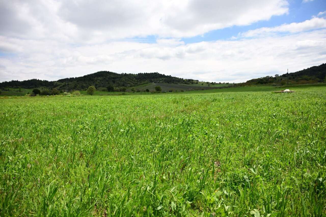bayaka-ehira-in-toprakla-bulua-an-tohumlari-yea-erdi-7