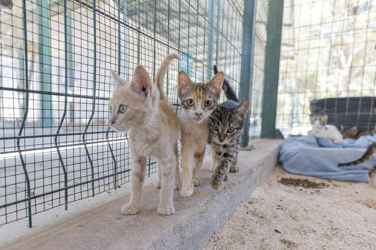 buyuksehir-silifke-rehabilitasyon-ve-yasam-alani-can-dostlarin-guvenli-limani-1