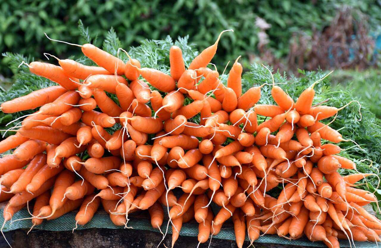 vegetable-1598280-1280